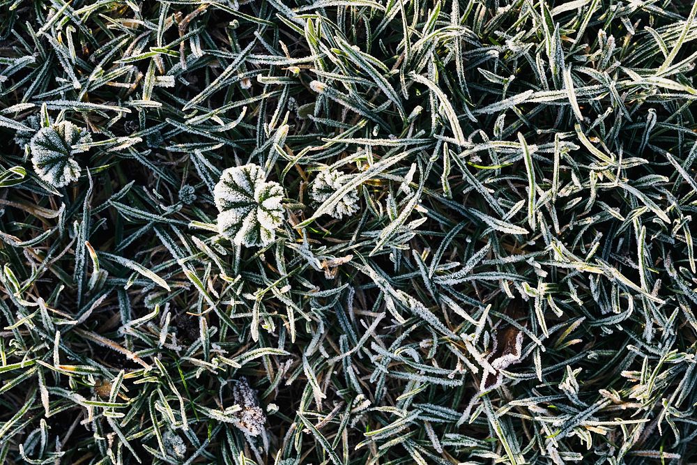 Grass covered in frost textured background