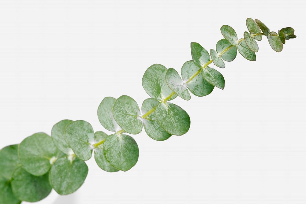 &asymp; round leaves on white background