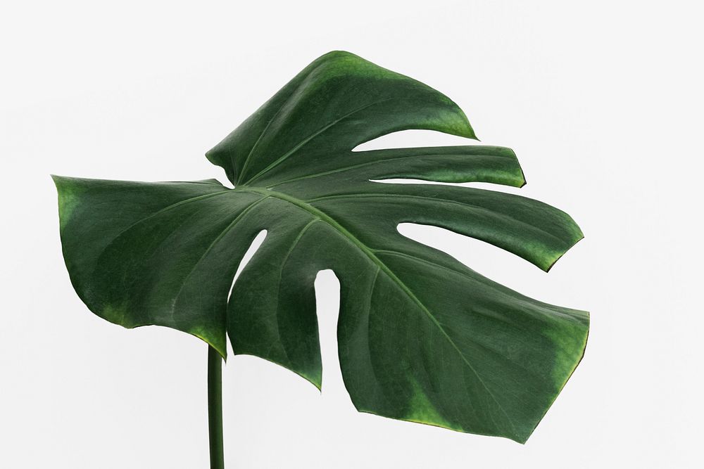 Monstera delicosa plant leaf on an off white background