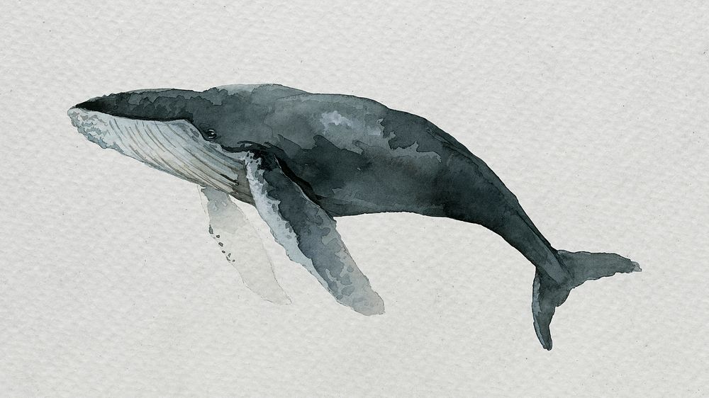 Humpback whale watercolor painting on white template