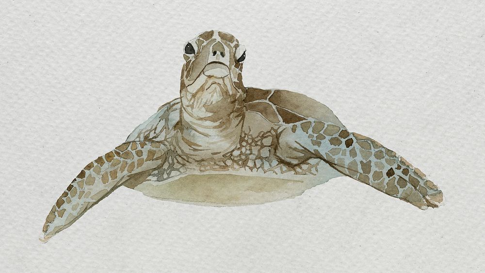 Watercolor painted sea turtle on white | Premium PSD - rawpixel