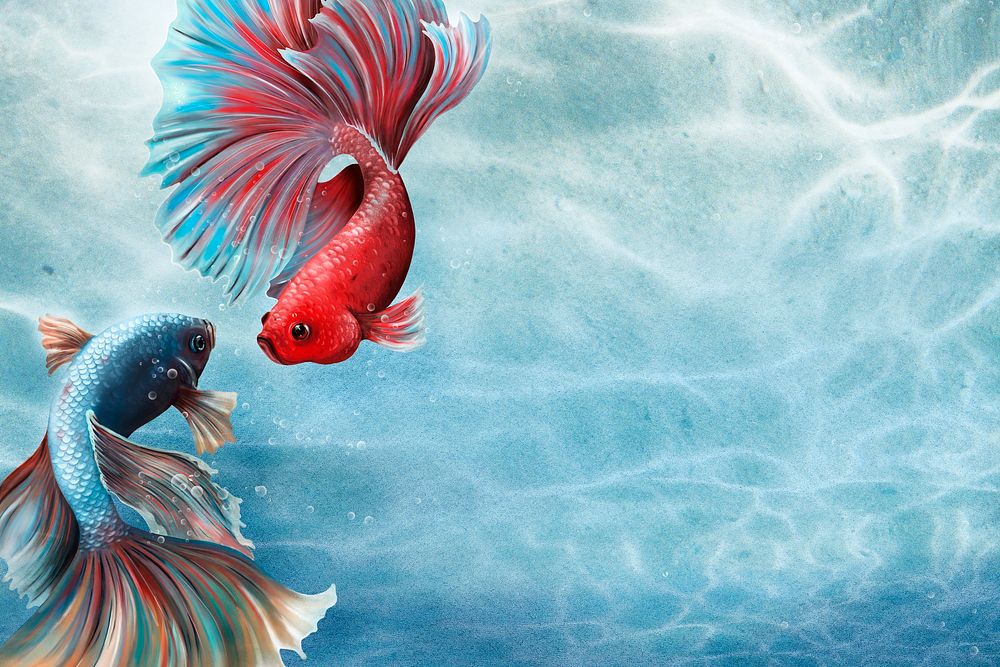Colorful betta fishes on a sky blue background