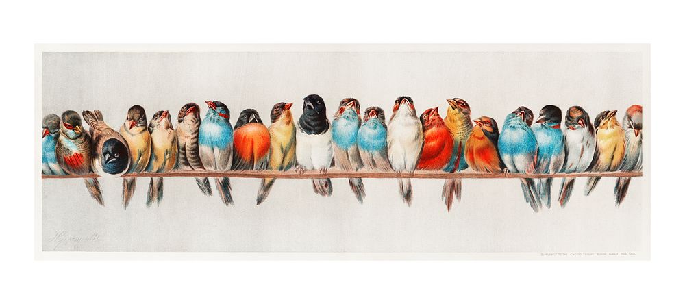 Birds perching on a branch vintage illustration wall art print and poster design remix from original artwork.