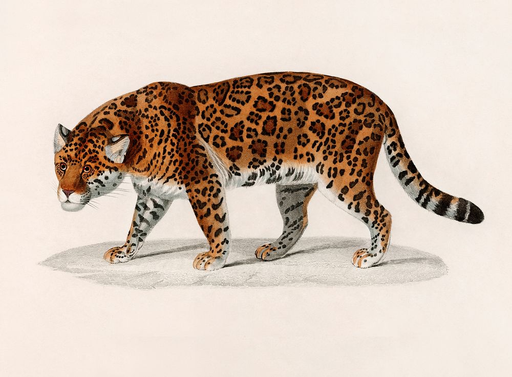 Jaguar vintage illustration, remix from original artwork.