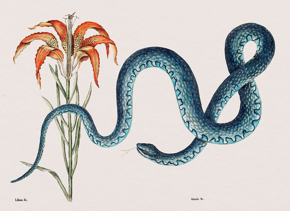 Wampum snake (Anguis) vintage wall art print poster design remix from original artwork Mark Catesby.