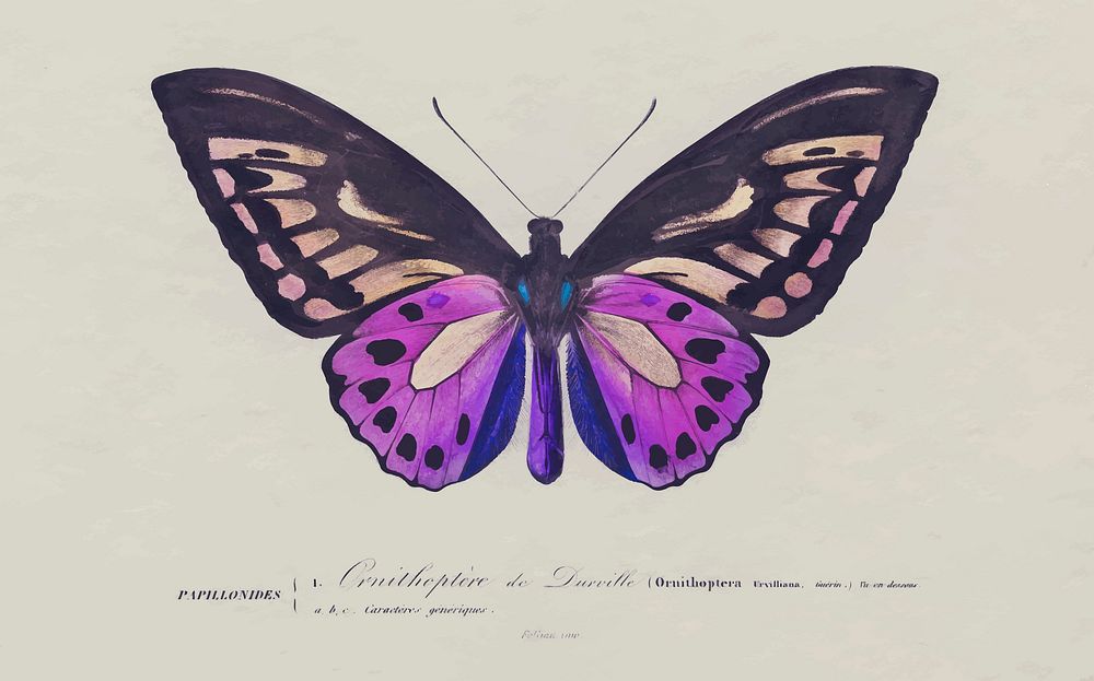 Birdwing butterfly vintage illustration vector, remix from original artwork.