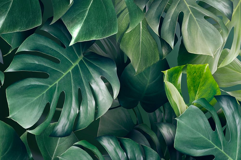 Green monstera leaves background design resource 
