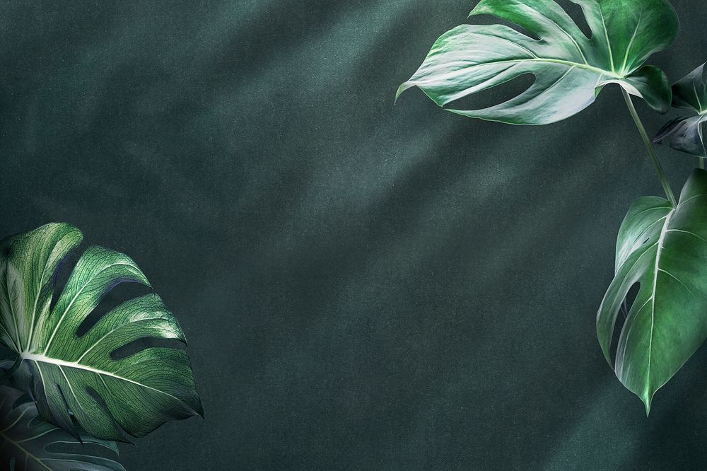 Green monstera leaves background design resource 