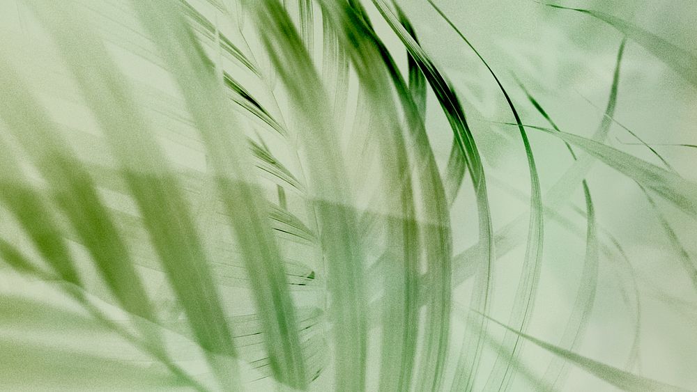 Palm leaf desktop wallpaper, aesthetic green nature HD background
