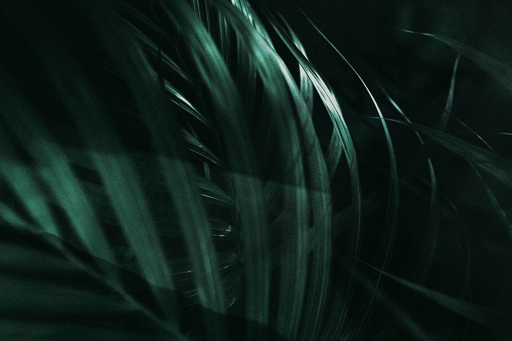 Green palm leaf on a dark background