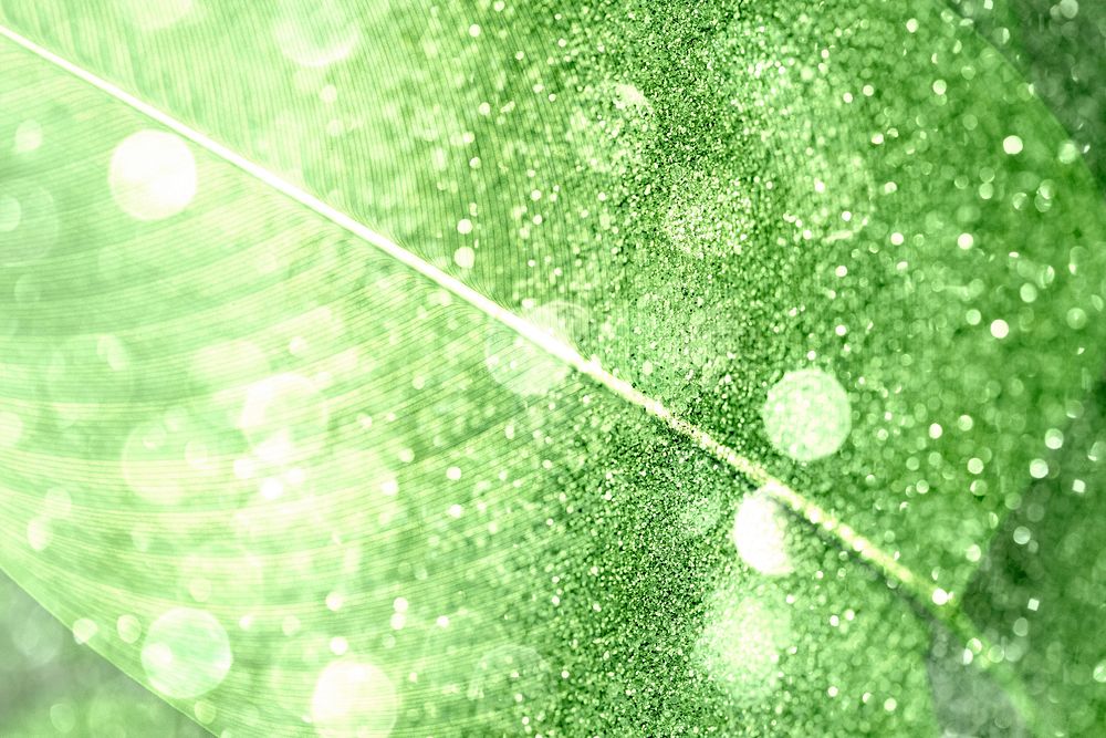 Glittery Calathea Lutea leaf background