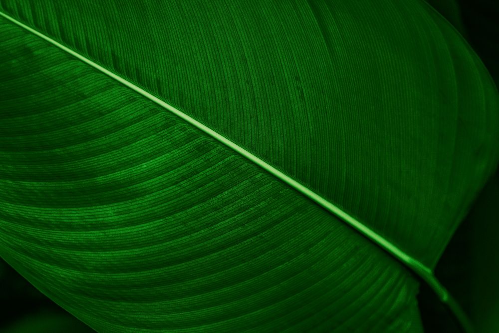 Calathea Lutea leaf macro shot background