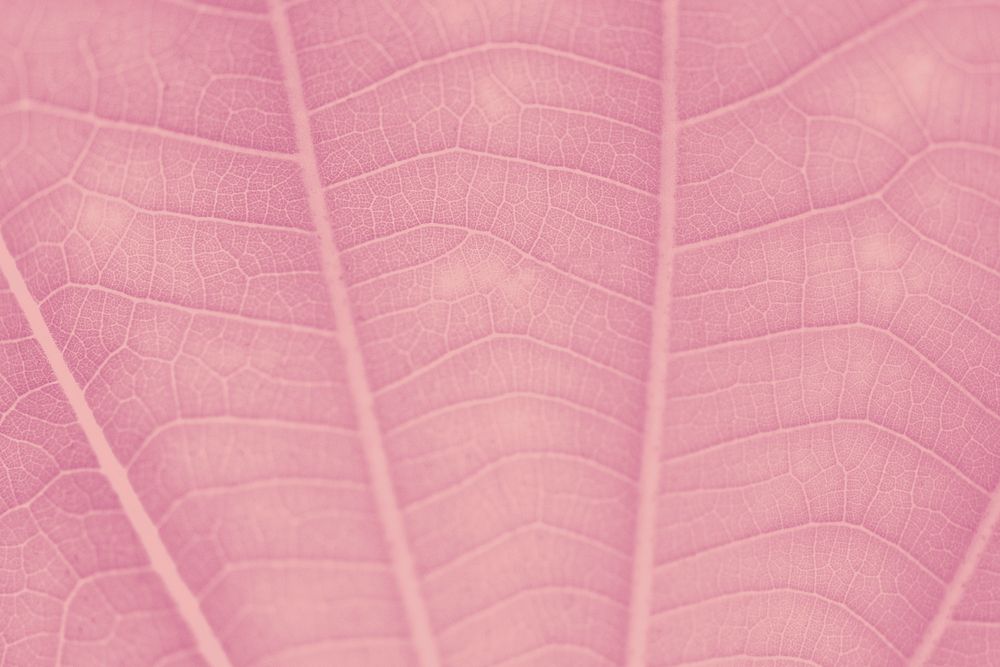 Watermelon pink leaf pattern textured backdrop