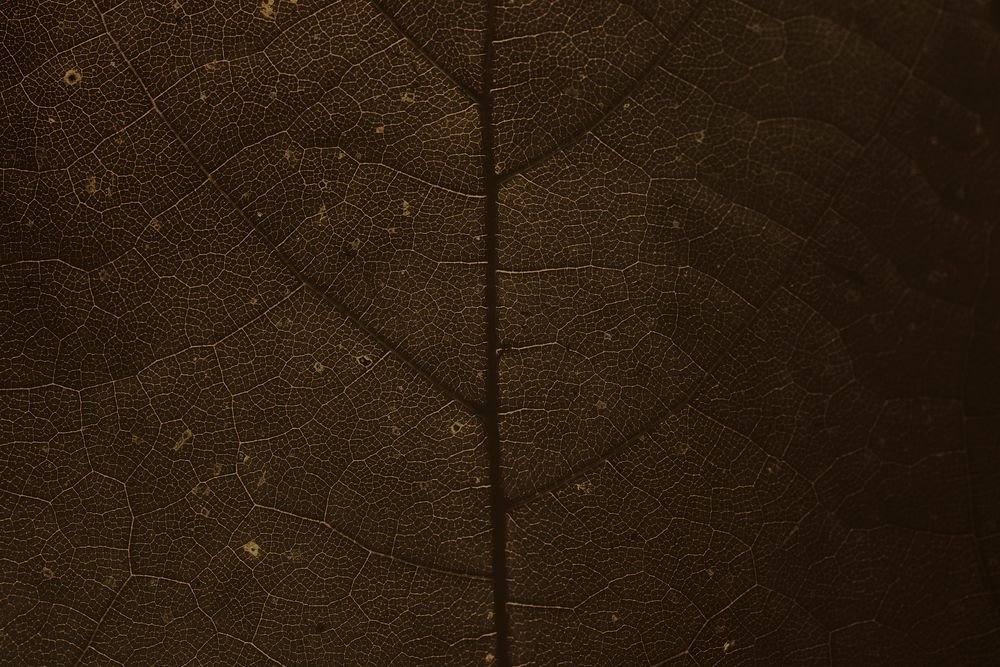 Dark brown leaf pattern textured backdrop