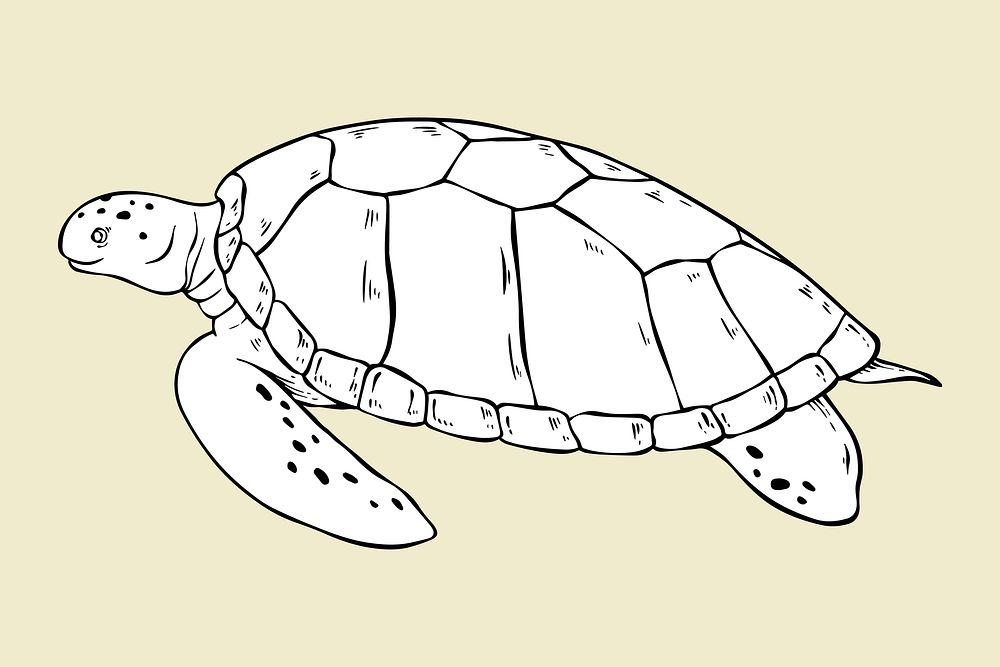 Vector turtle vintage black and white clipart