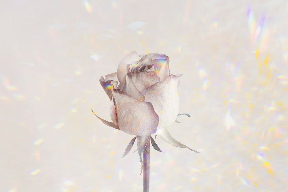 Rose flower on a holographic background design resource 