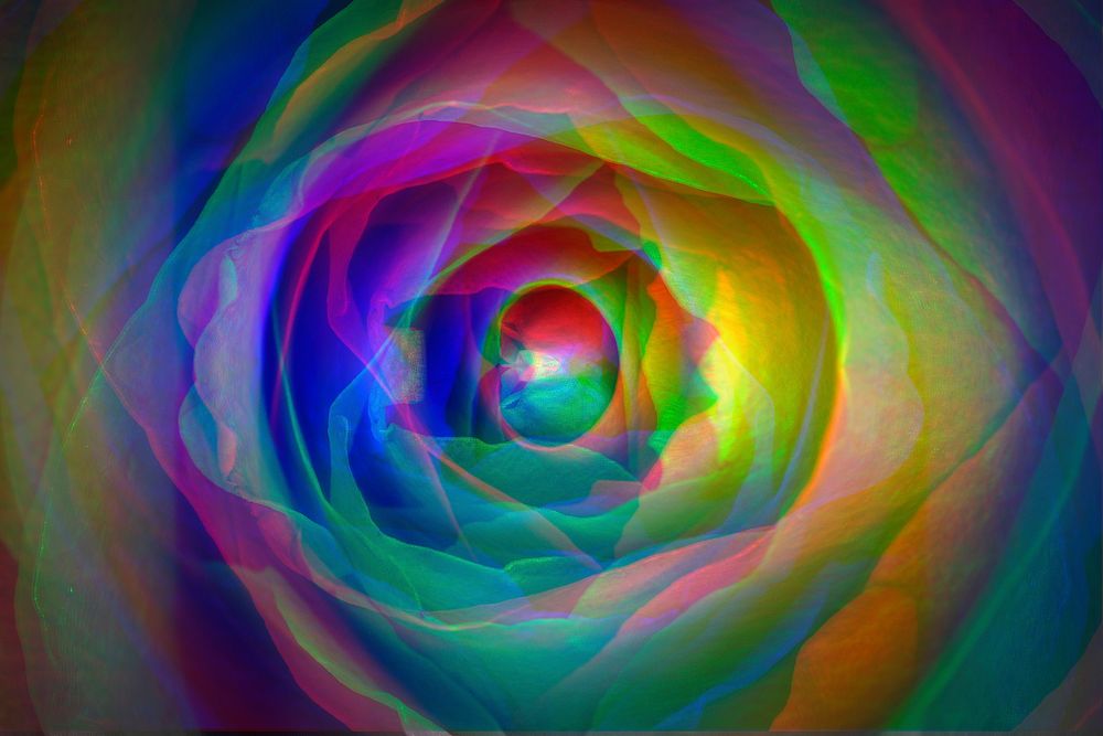 Colorful rose petals macro photography
