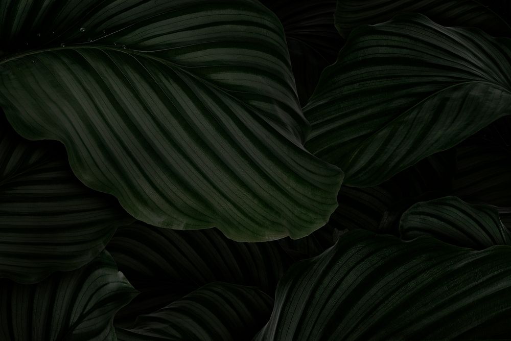 Calathea Orbifolia leaves dark background