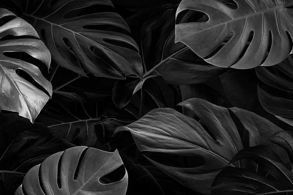 Black monstera nature background wallpaper