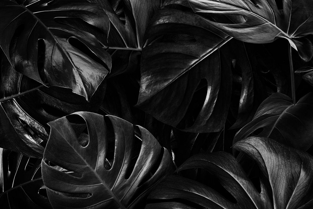 Monstera leaves jungle nature background
