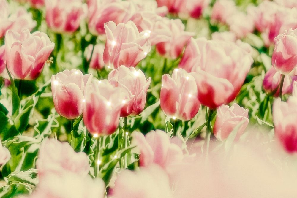 Pink tulip sparkle floral background image