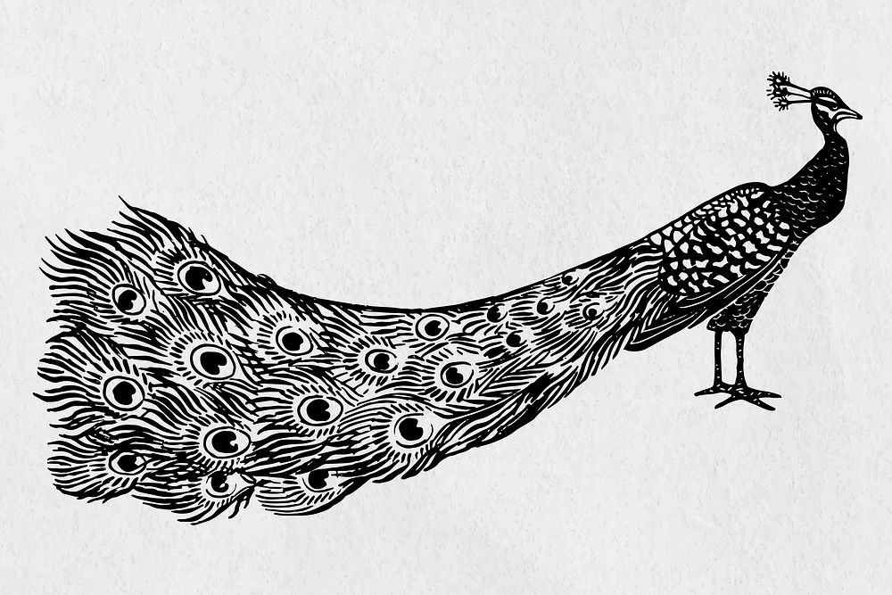 Peacock vector black bird stencil pattern hand drawn drawing