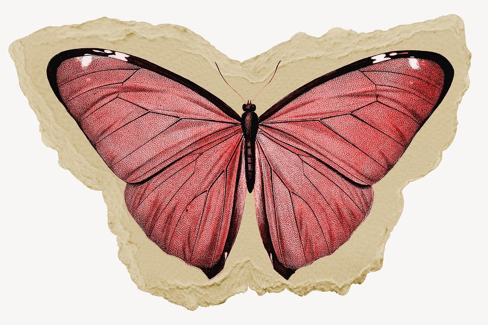 Beautiful butterfly, ripped paper collage element