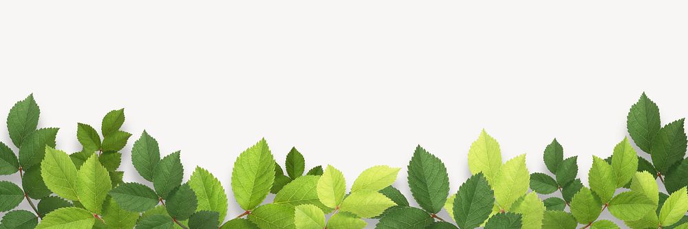 Green leaf border, off-white background psd