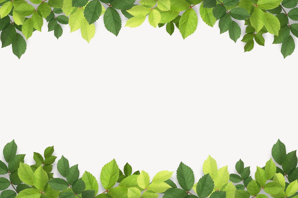 Green leaf off-white background, botanical border psd