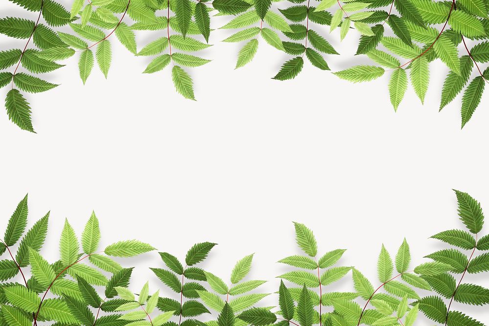 Green leaf off-white background, botanical border psd