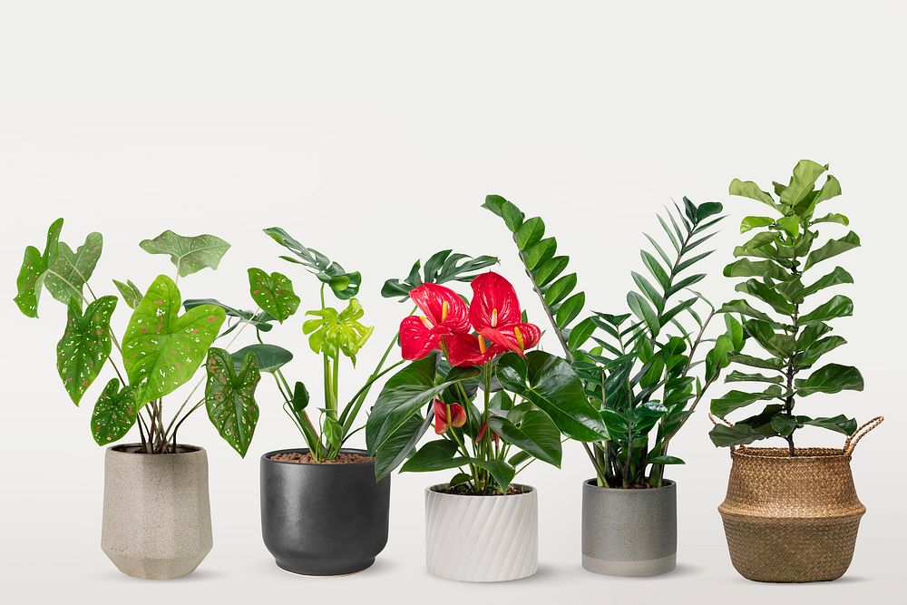 Various houseplants background, botanical image | Premium Photo - rawpixel