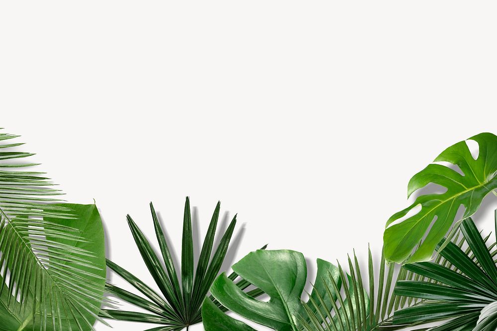 Tropical leaf border background, green and white design psd