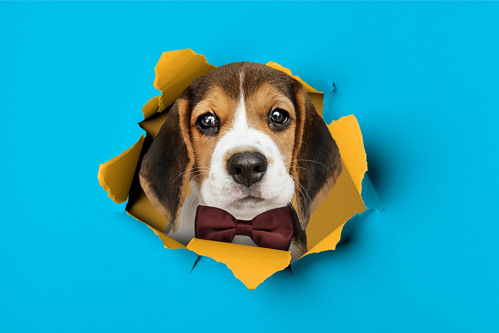 Cute dog background, blue ripped paper design