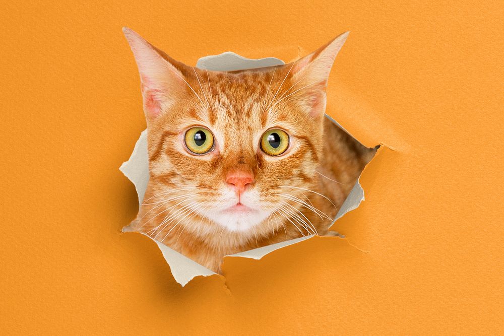 Cute cat collage element, ripped paper design psd