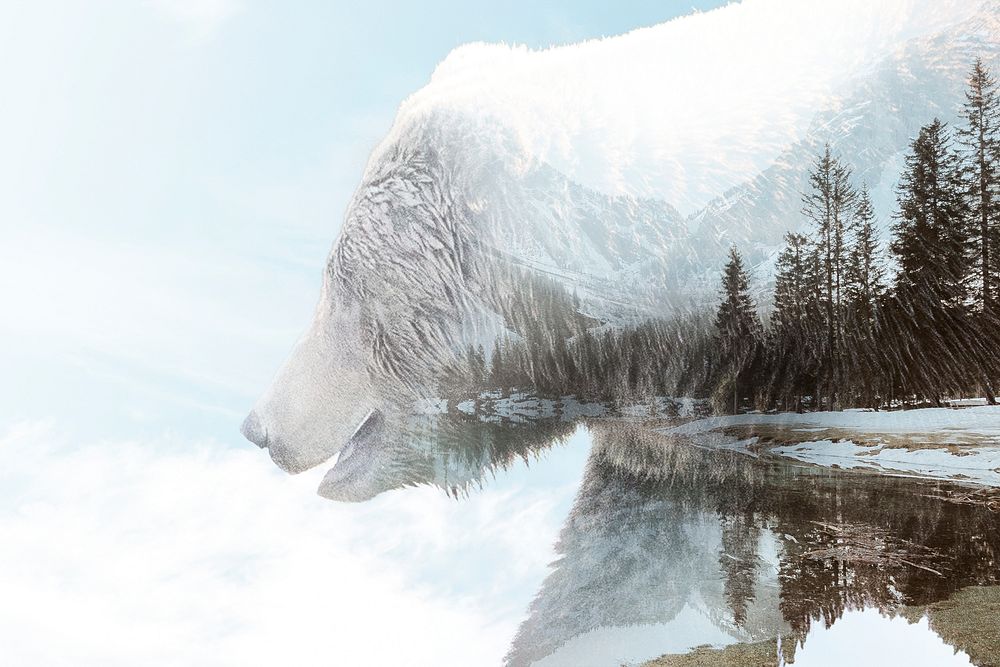 Polar bear background, scenery, remixed media design