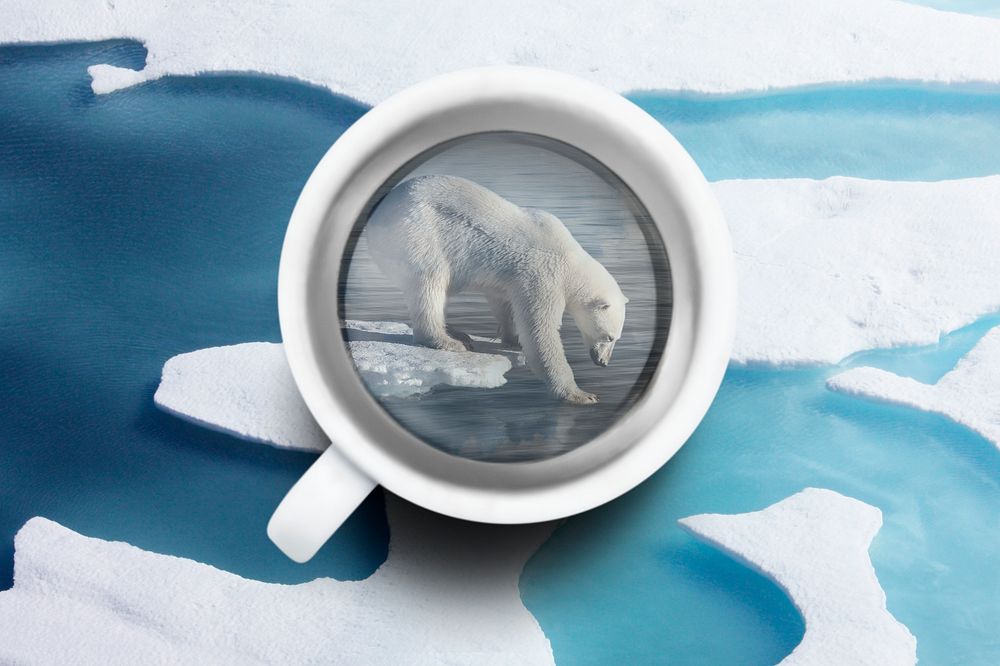Polar bear background, cup remixed media design