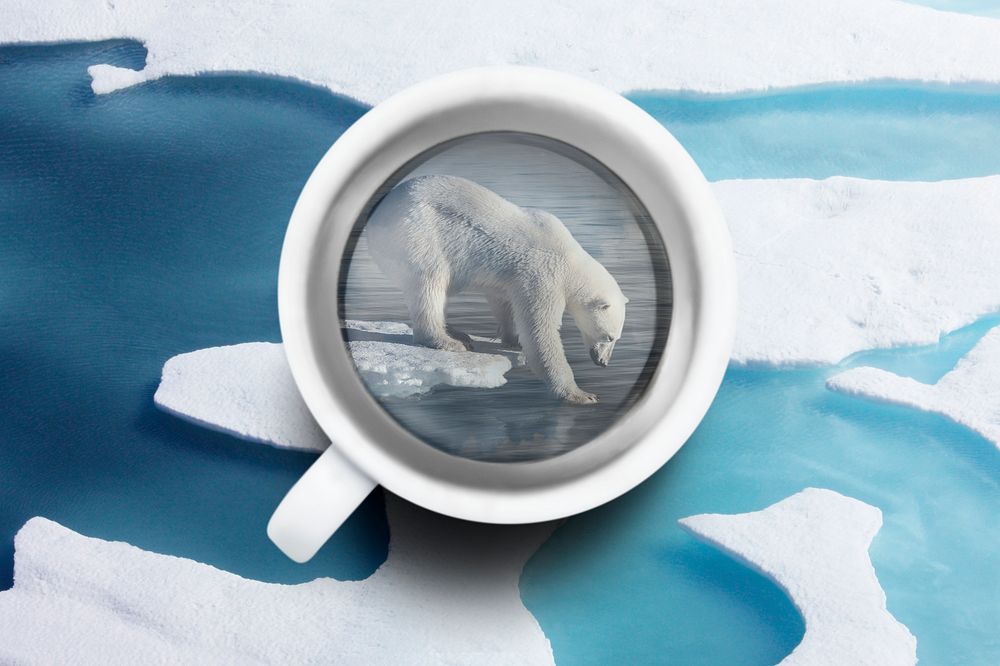 Polar bear background, cup remixed media design psd