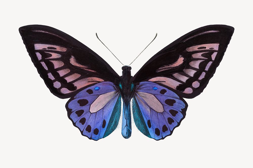 Aesthetic butterfly, animal, insect isolated graphic element