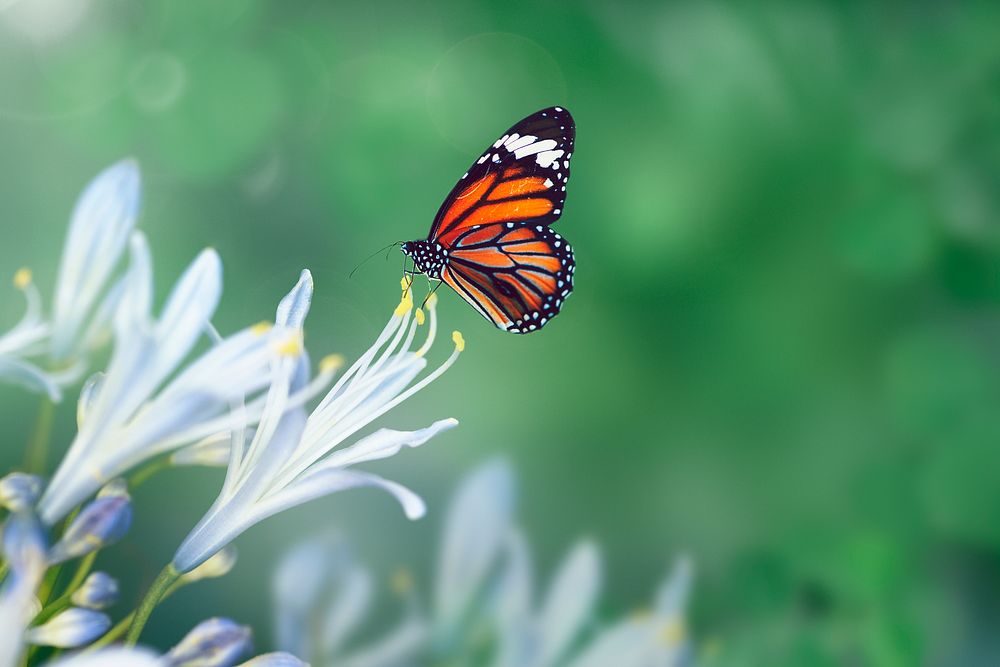 Monarch butterfly on an agapanthus stamen