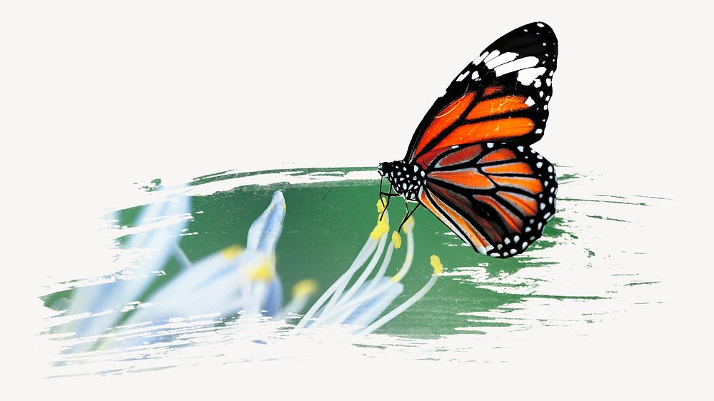 Monarch butterfly sticker, animal photo on white background