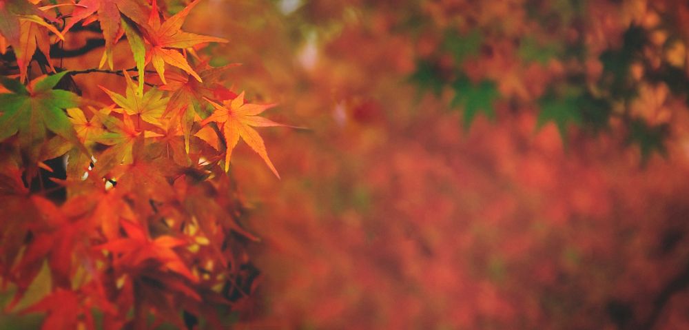Red maple leaves in a garden