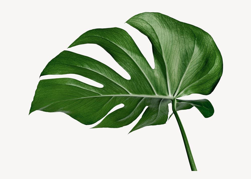 Monstera leaf  collage element, houseplant design psd
