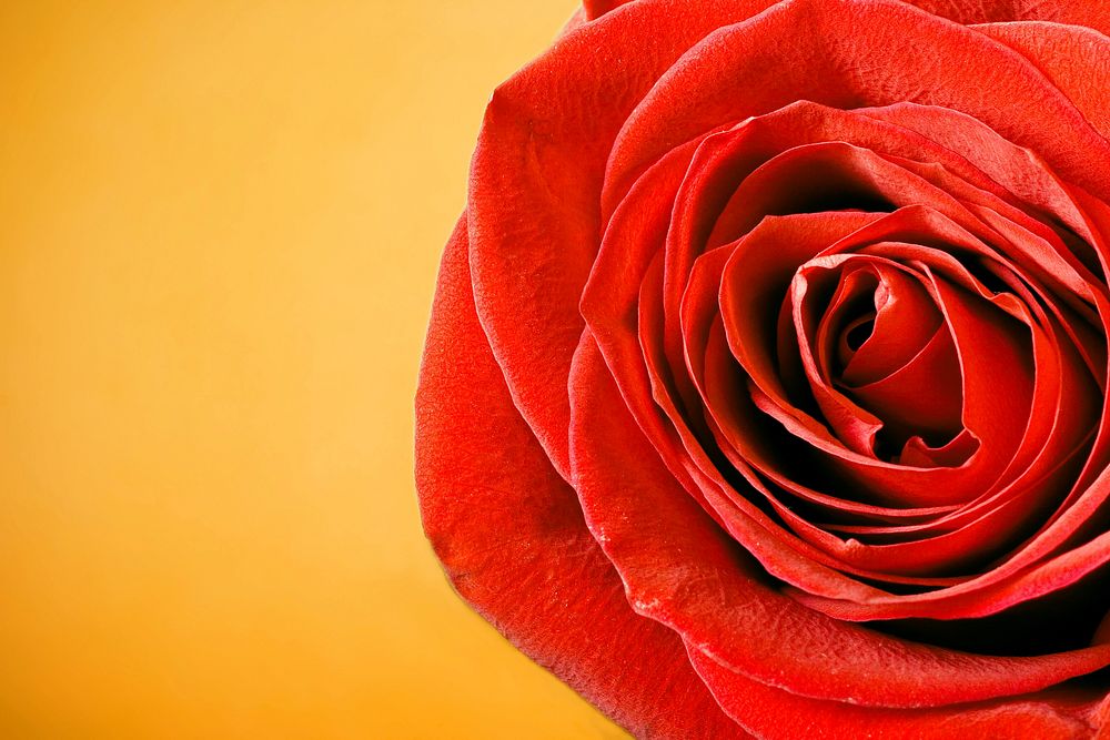 Free red rose background image, public domain flower CC0 photo.