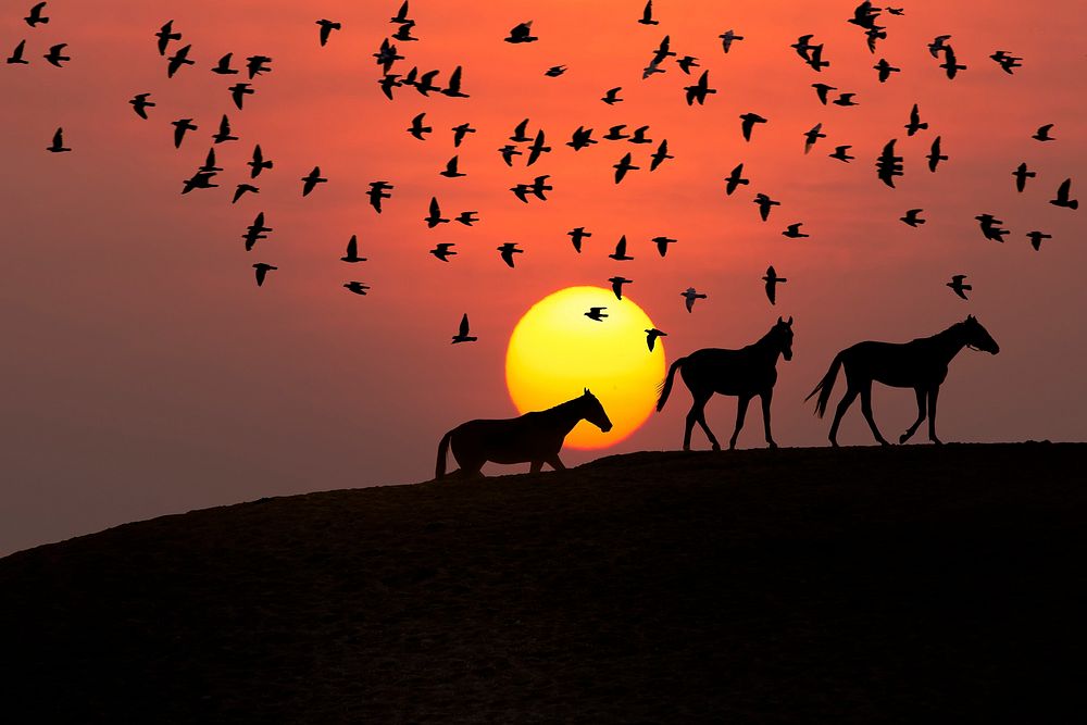 Free horse silhouette during sunset image, public domain animal CC0 photo.