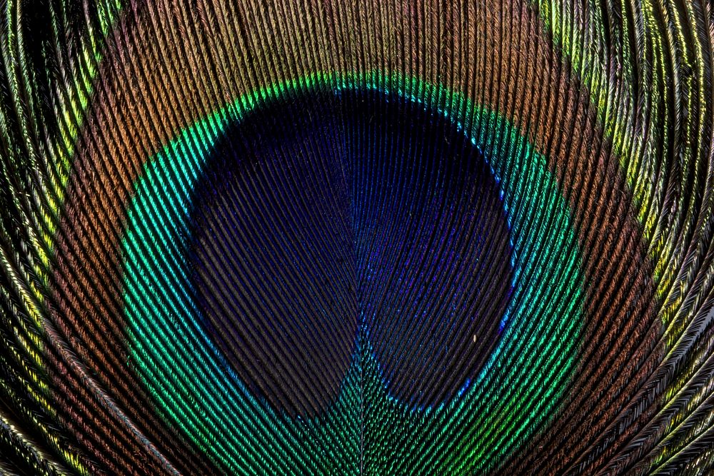 Free peacock feather texture photo, public domain abstract CC0 image.