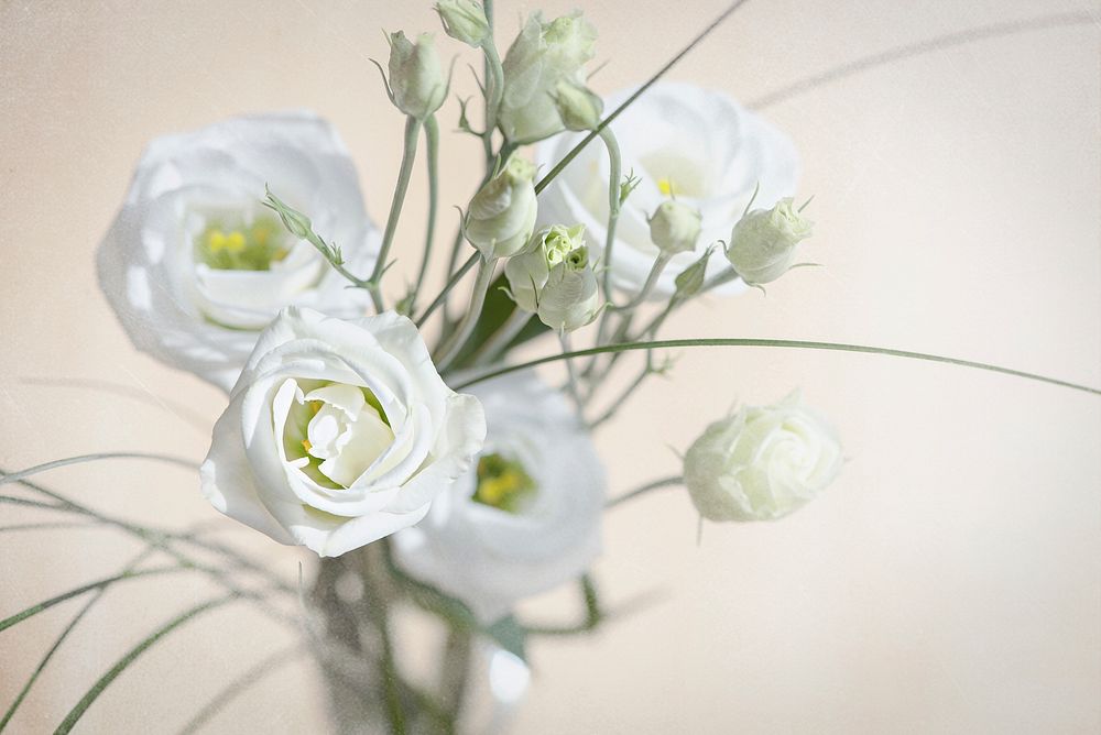 Free white lisianthus image, public domain flower CC0 photo.