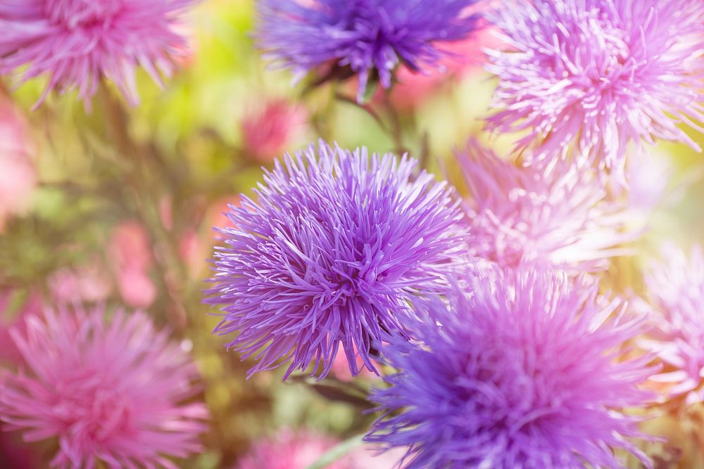 Free chive background image, public domain spring CC0 photo.