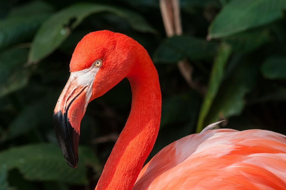 Free flamingo head close up photo, public domain animal CC0 image.