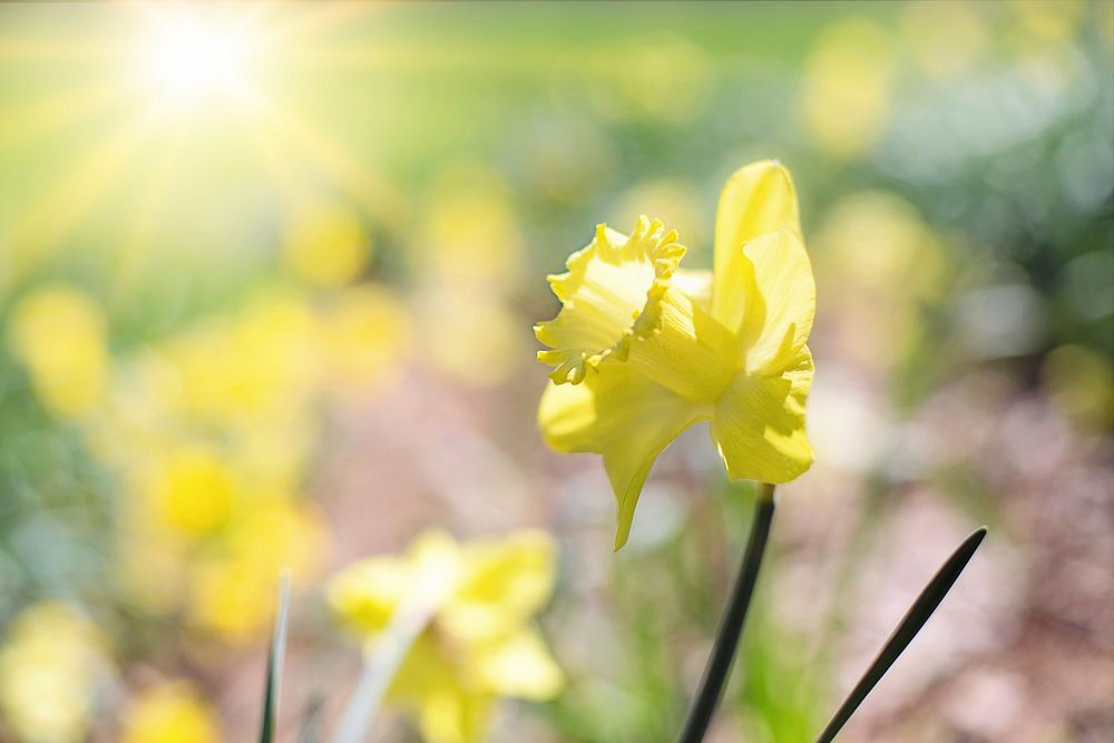 Free yellow daffodil image, public domain flower CC0 photo.