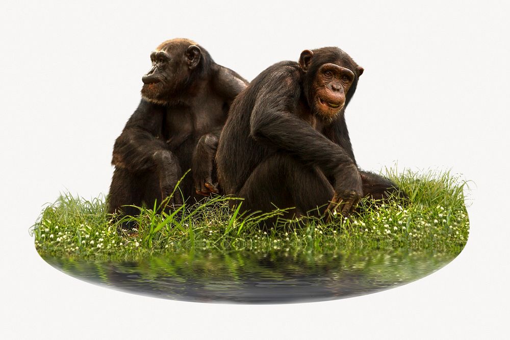 Chimpanzee monkey, animal photo on white background
